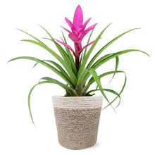 Load image into Gallery viewer, Pink Bromeliad by BloomsyBox