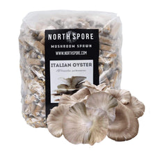 Load image into Gallery viewer, North Spore Organic Italian Oyster Mushroom Plug Spawn