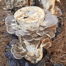 Load image into Gallery viewer, North Spore Organic Italian Oyster Mushroom Plug Spawn