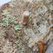 Load image into Gallery viewer, North Spore Organic Italian Oyster Mushroom Plug Spawn