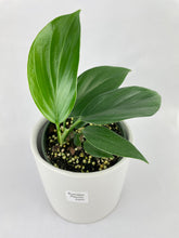 Load image into Gallery viewer, Bumble Plants Rhaphidophora Decursiva