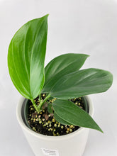 Load image into Gallery viewer, Bumble Plants Rhaphidophora Decursiva