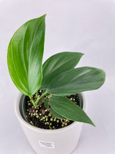 Load image into Gallery viewer, Bumble Plants Rhaphidophora Decursiva