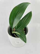 Load image into Gallery viewer, Bumble Plants Rhaphidophora Decursiva