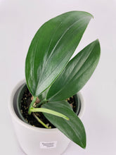 Load image into Gallery viewer, Bumble Plants Rhaphidophora Decursiva