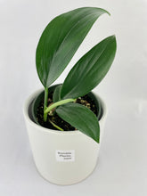Load image into Gallery viewer, Bumble Plants Rhaphidophora Decursiva