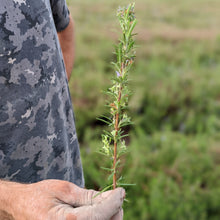 Load image into Gallery viewer, Limestone Rosemary - Burlap & Barrel
