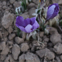 Load image into Gallery viewer, Burlap & Barrel Herati Saffron