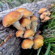 Load image into Gallery viewer, North Spore Organic Chestnut Mushroom Sawdust Spawn