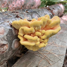 Load image into Gallery viewer, North Spore Organic Chicken of the Woods Sawdust Spawn