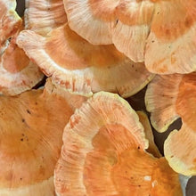 Load image into Gallery viewer, North Spore Organic Chicken of the Woods Sawdust Spawn