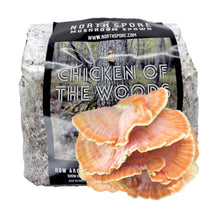 Load image into Gallery viewer, North Spore Organic Chicken of the Woods Sawdust Spawn