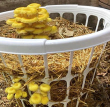 Load image into Gallery viewer, North Spore Organic Golden Oyster Mushroom Sawdust Spawn