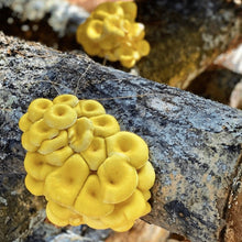 Load image into Gallery viewer, North Spore Organic Golden Oyster Mushroom Sawdust Spawn