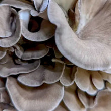 Load image into Gallery viewer, North Spore Organic Hen of the Woods (Maitake) Mushroom Sawdust Spawn