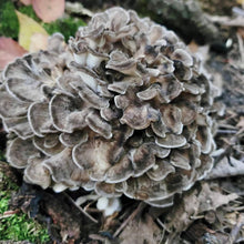 Load image into Gallery viewer, North Spore Organic Hen of the Woods (Maitake) Mushroom Sawdust Spawn