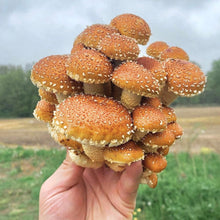 Load image into Gallery viewer, North Spore Organic Chestnut Mushroom Sawdust Spawn