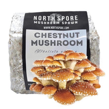 Load image into Gallery viewer, North Spore Organic Chestnut Mushroom Sawdust Spawn