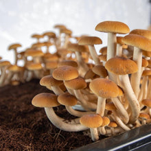 Load image into Gallery viewer, North Spore ‘Boomr Bag’ Manure-Based Sterile Mushroom Bulk Substrate