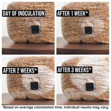 Load image into Gallery viewer, North Spore Organic Sterilized Grain Bag with Injection Port