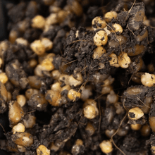 Load image into Gallery viewer, North Spore 'ShroomTek' All-In-One Mushroom Grow Bag