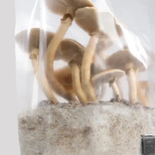 Load image into Gallery viewer, North Spore 'ShroomTek' All-In-One Mushroom Grow Bag