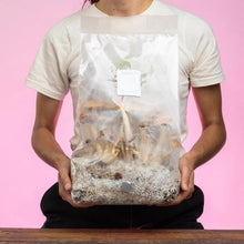 Load image into Gallery viewer, North Spore 'ShroomTek' All-In-One Mushroom Grow Bag