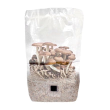 Load image into Gallery viewer, North Spore 'ShroomTek' All-In-One Mushroom Grow Bag