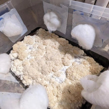 Load image into Gallery viewer, North Spore ‘Wood Lovr’ Organic Hardwood-Based Sterile Mushroom Substrate