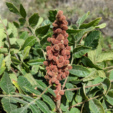 Load image into Gallery viewer, Burlap & Barrel Cured Sumac