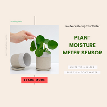 Load image into Gallery viewer, Bumble Plants Sustee Aquameter Plant Moisture Sensor