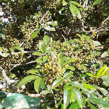 Load image into Gallery viewer, Wild Timur Pepper - Burlap & Barrel