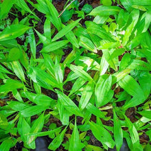 Load image into Gallery viewer, Wild Ramps - Burlap & Barrel