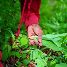 Load image into Gallery viewer, Wild Ramps - Burlap & Barrel