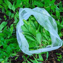 Load image into Gallery viewer, Wild Ramps - Burlap & Barrel