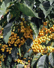 Load image into Gallery viewer, Canyon Coffee Willington Gutierrez Gesha (Washed)