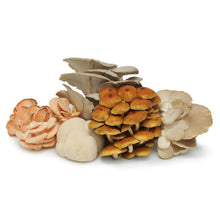 Load image into Gallery viewer, Certified Organic Exotic ShroomBox