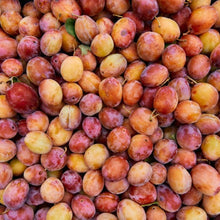 Load image into Gallery viewer, Vanilla Plum Medley Spoon Preserves