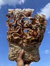 Load image into Gallery viewer, Ahara Mushrooms - Ahara Mushrooms Reishi Capsules - 10 bottles - Tea &amp; Infusions | Delivery near me in ... Farm2Me #url#
