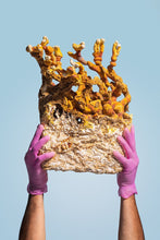 Load image into Gallery viewer, Ahara Mushrooms - Ahara Mushrooms Reishi Capsules - 10 bottles - Tea &amp; Infusions | Delivery near me in ... Farm2Me #url#
