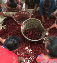 Load image into Gallery viewer, Bean & Bean Coffee Roasters - Limited Gesha Box by Bean & Bean Coffee Roasters - | Delivery near me in ... Farm2Me #url#