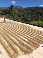 Load image into Gallery viewer, Bean & Bean Coffee Roasters - Santa Felisa Gesha Washed Coffee by Bean & Bean Coffee Roasters - | Delivery near me in ... Farm2Me #url#
