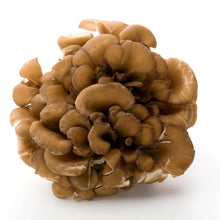 Load image into Gallery viewer, Blue Toad Botanicals® - GOLDEN 15 - Coffee Booster, Smoothie Booster, Powder Blend, Tea Blend | Delivery near me in ... Farm2Me #url#