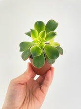 Load image into Gallery viewer, Bumble Plants - Aeonium 'Kiwi' Succulent by Bumble Plants - | Delivery near me in ... Farm2Me #url#