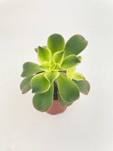 Load image into Gallery viewer, Bumble Plants - Aeonium 'Kiwi' Succulent by Bumble Plants - | Delivery near me in ... Farm2Me #url#
