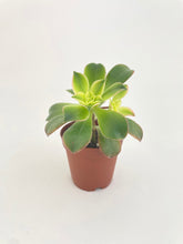 Load image into Gallery viewer, Bumble Plants - Aeonium 'Kiwi' Succulent by Bumble Plants - | Delivery near me in ... Farm2Me #url#