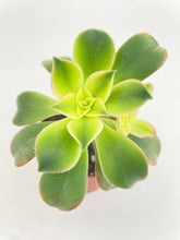 Load image into Gallery viewer, Bumble Plants - Aeonium 'Kiwi' Succulent by Bumble Plants - | Delivery near me in ... Farm2Me #url#