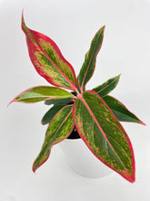 Load image into Gallery viewer, Bumble Plants - Aglaonema Red Siam Aura by Bumble Plants - | Delivery near me in ... Farm2Me #url#
