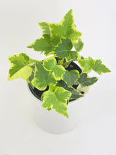 Load image into Gallery viewer, Bumble Plants - Algeriensis Ivy Hedera Variegata by Bumble Plants - | Delivery near me in ... Farm2Me #url#

