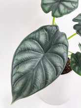 Load image into Gallery viewer, Bumble Plants - Alocasia Baginda 'Dragon Scale' by Bumble Plants - | Delivery near me in ... Farm2Me #url#
